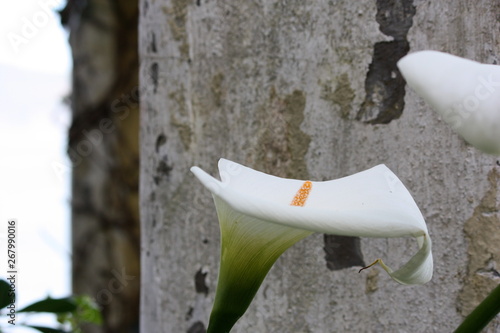 Flower on Alcatraz Island in San Francisco, California
