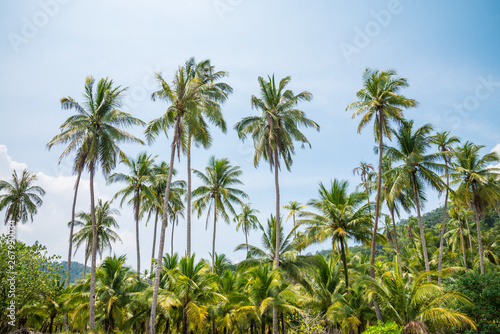 Beautiful coconut palm tree in sunny day with blue sky background. Travel tropical summer beach holiday vacation or save the earth, nature environmental concept. Coconut palm on seaside Thailand beach