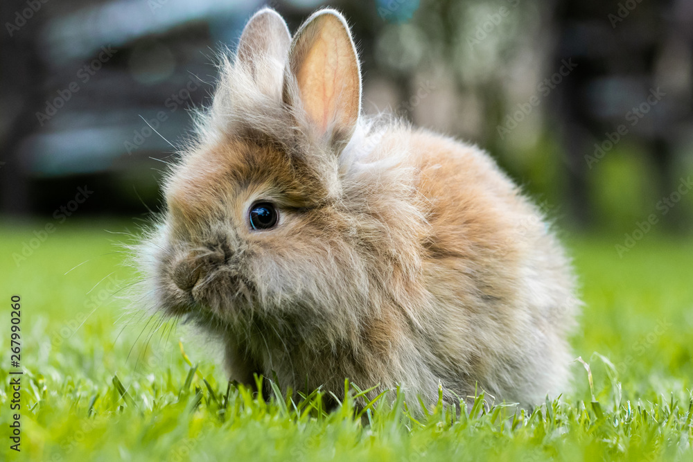 Kaninchen auf Wiese Kaninchen auf Wiese