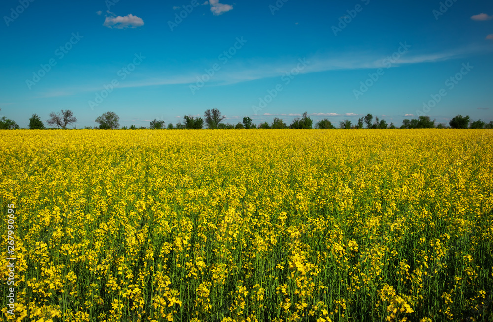 Yellow field rapeseed in bloom. Wide angle view of a beautiful field of bright canola in front of a forest.