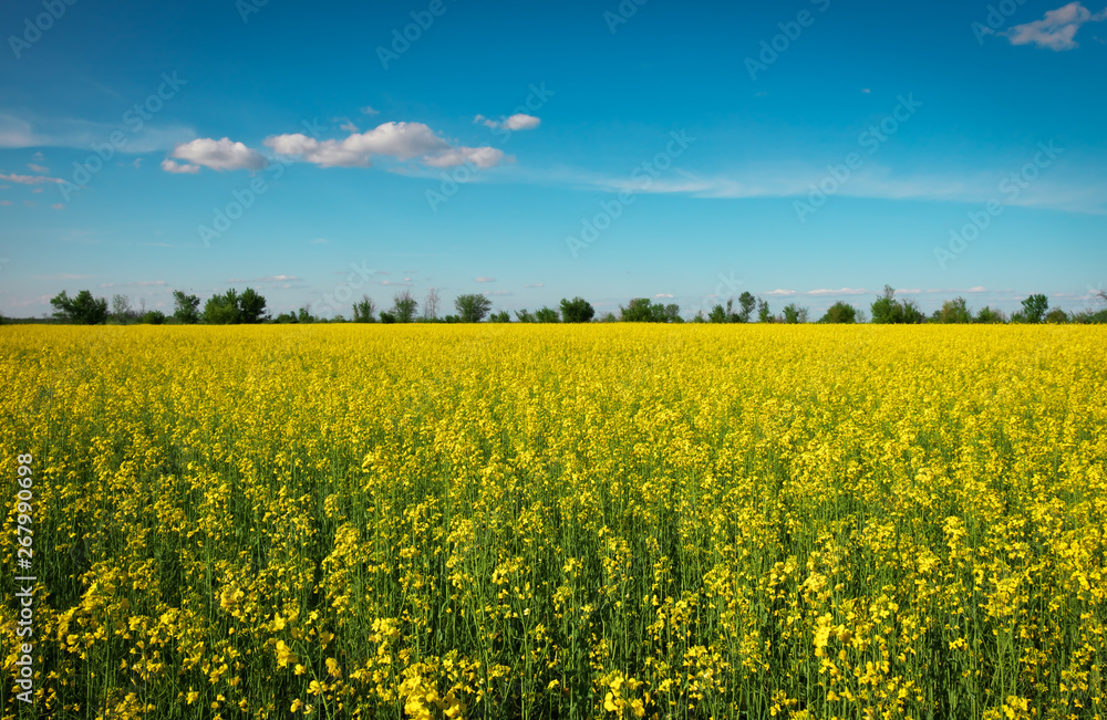 Yellow field rapeseed in bloom. Wide angle view of a beautiful field of bright canola in front of a forest. Yellow field rapeseed in bloom. Wide angle view of a beautiful field of bright canola in front of a forest.