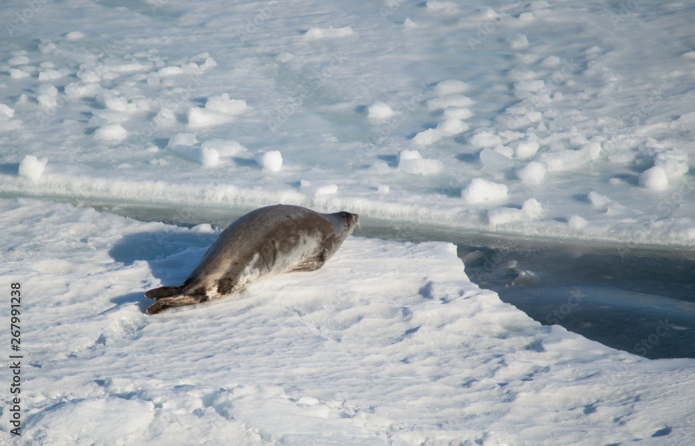 Obraz premium cute seal escaping from human interaction, jumping into the cold water, antarctica