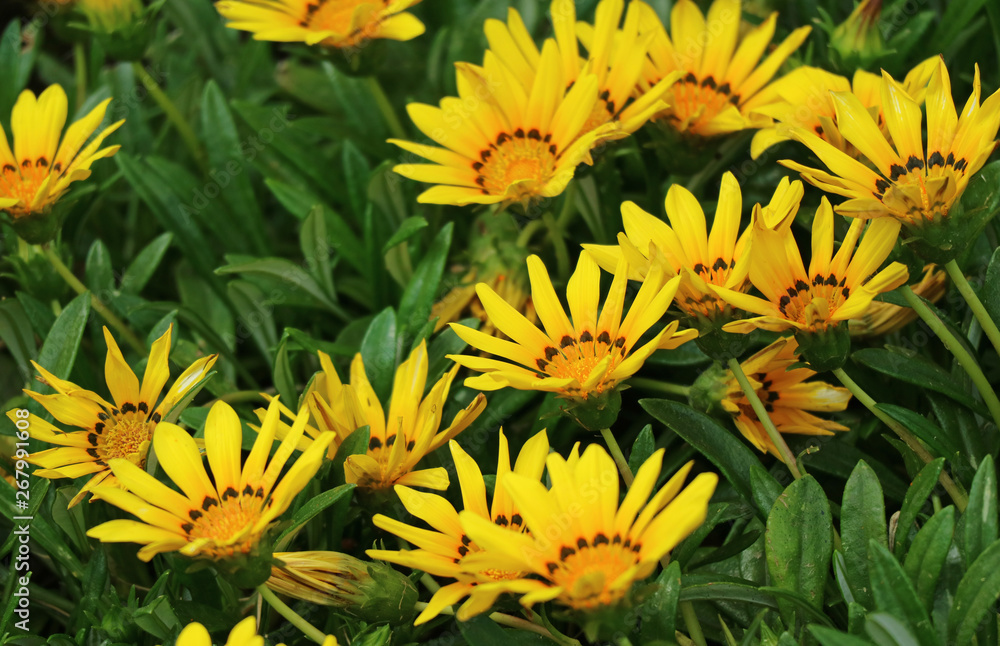 Bunch of Vivid Yellow Blooming Flowers, Cusco Region, Peru, South America Bunch of Vivid Yellow Blooming Flowers, Cusco Region, Peru, South America