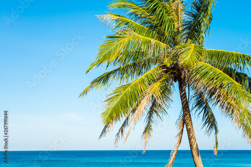 Tropical papradise beach with coconut palm tree in morning. Tropical summer beach holiday vacation traveling, resort hotel business concept.