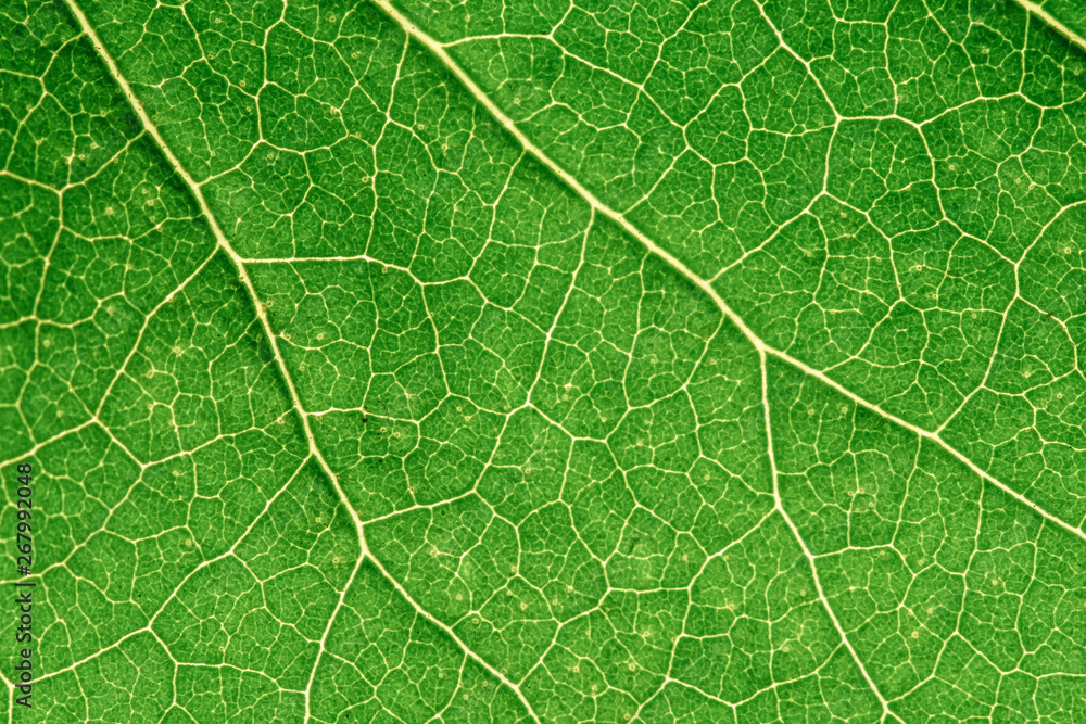 Green leaves background. Leaf texture Green leaves background. Leaf texture