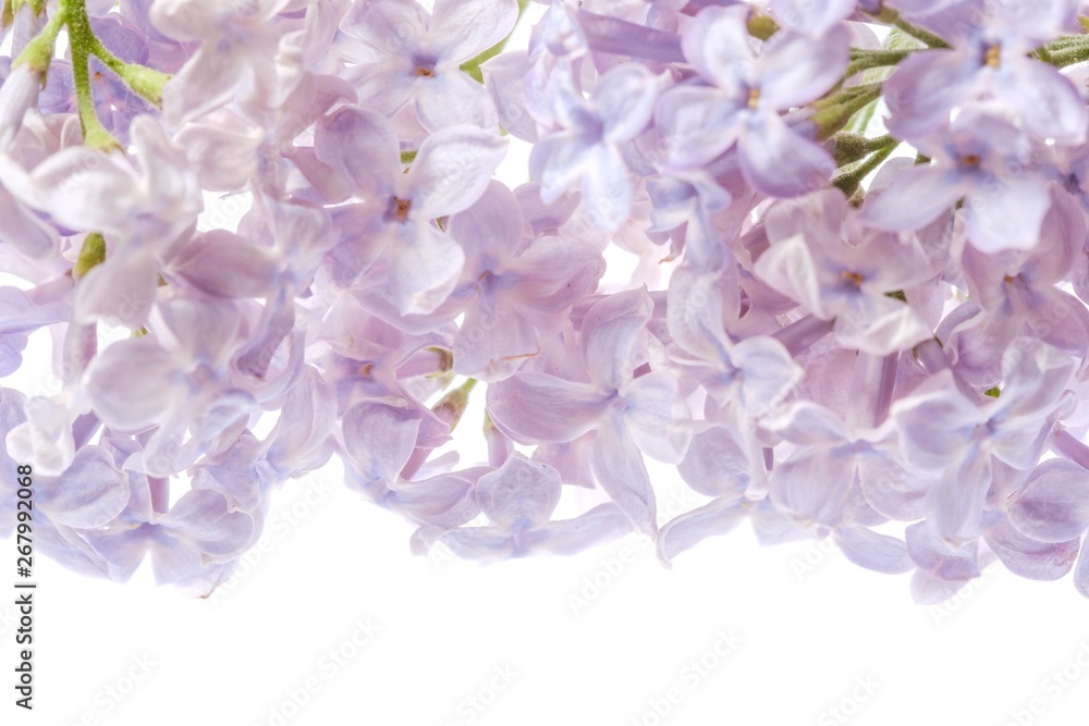 Obraz premium Lilac branch blossoming flower isolated on white, beautiful.
