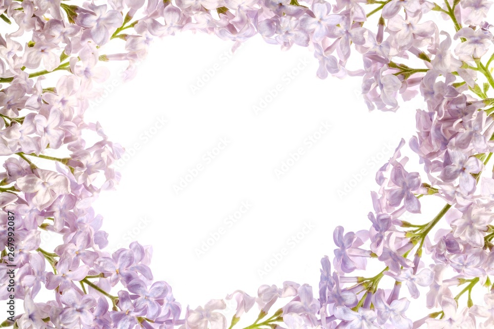 Lilac branch blossoming flower isolated on white,  spring season.