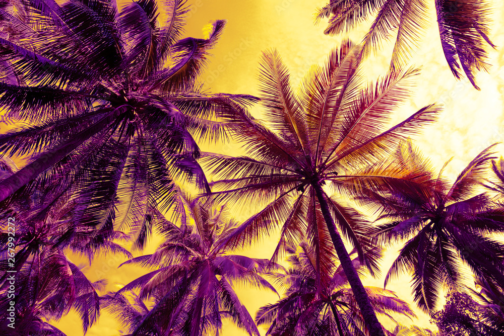 Seaside coconut palm tree in morning background. Tropical summer beach holiday vacation traveling, save the earth concept. Seaside coconut palm tree in morning background. Tropical summer beach holiday vacation traveling, save the earth concept.