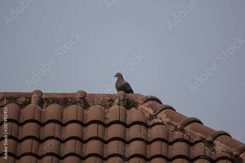 Common Myna bird on house roof © nitinut380