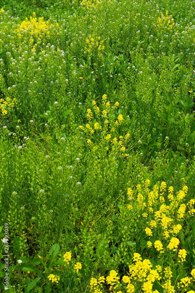 Obraz premium Spring wildflowers