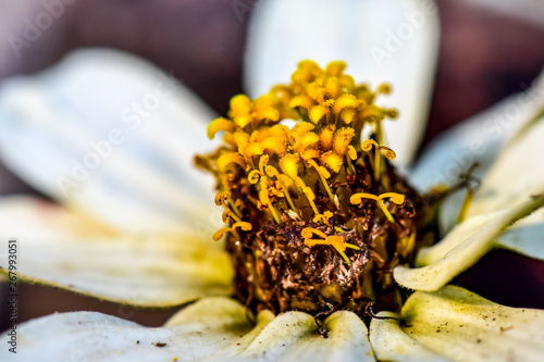 Fényképezés Bedraggled White Zinnia, Close Up