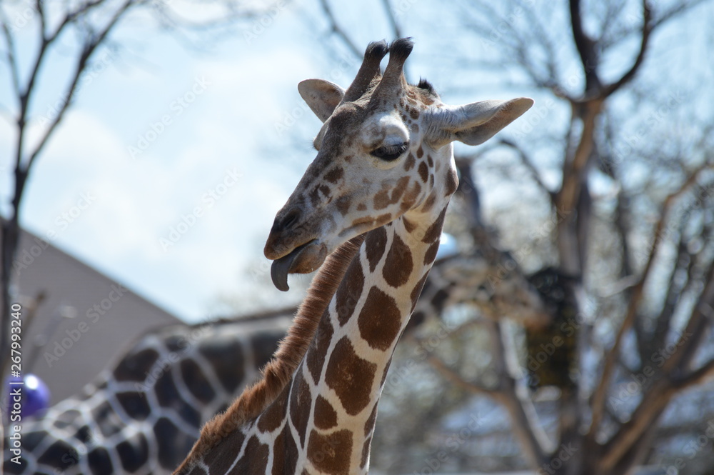 Naklejka premium A giraffe in the outdoors