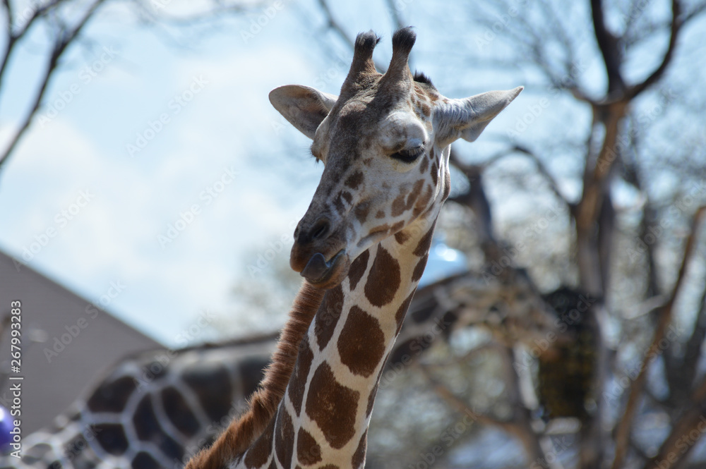 Obraz premium A giraffe in the outdoors