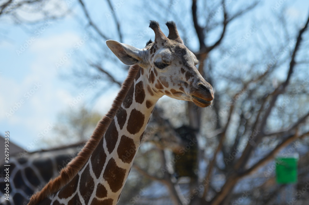 A giraffe in the outdoors
