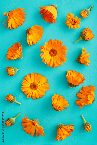 Flower pattern background. Colorful flat lay marigold floral pattern on a blue background. Top view.