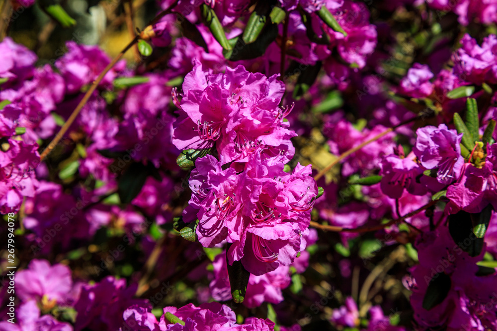 Bush of purple flowers surrounded by greenery. Blooming blossom on blurred green background. Spring garden in bloom on sunny day. Soft focus floral photography. Shallow depth of field. Bush of purple flowers surrounded by greenery. Blooming blossom on blurred green background. Spring garden in bloom on sunny day. Soft focus floral photography. Shallow depth of field.