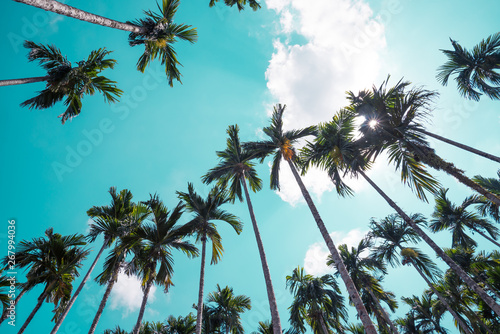 Areca nut or Betel Nuts palm tree with blue sky and clouds background in Thailand. Agriculture plantation or tropical summer beach holiday vacation traveling  resort hotel business concept.