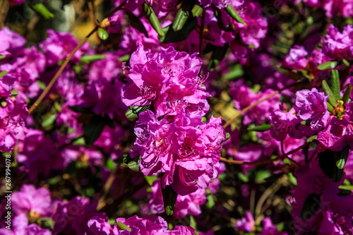 Bush of purple flowers surrounded by greenery. Blooming blossom on blurred green background. Spring garden in bloom on sunny day. Soft focus floral photography. Shallow depth of field.