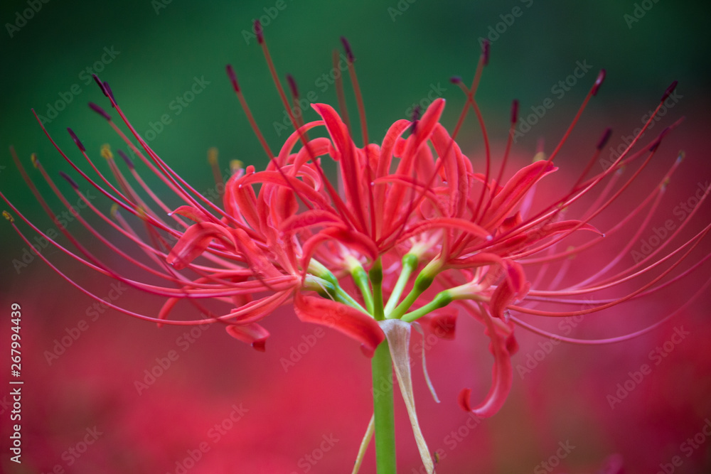 red spider lily red spider lily