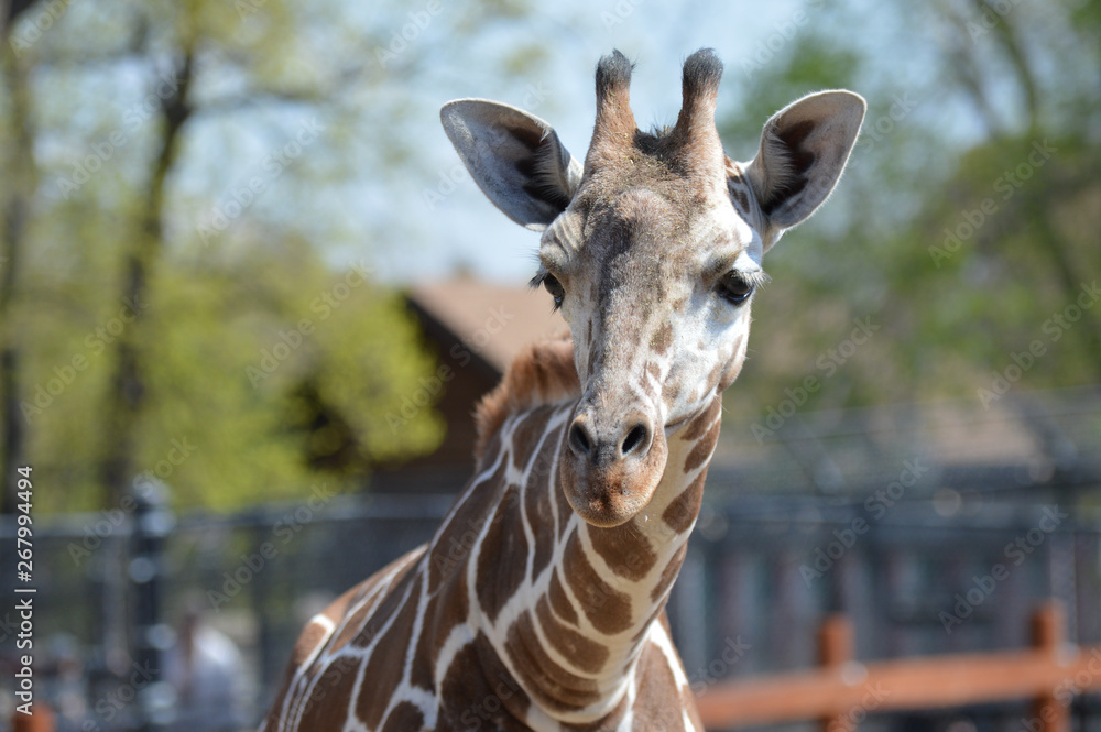 Naklejka premium A giraffe in the outdoors