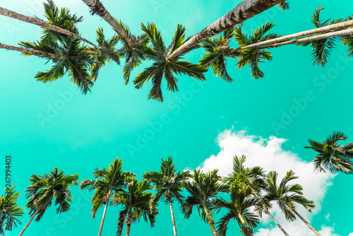 Areca nut or Betel Nuts palm tree with blue sky and clouds background in Thailand. Agriculture plantation or tropical summer beach holiday vacation traveling  resort hotel business concept.