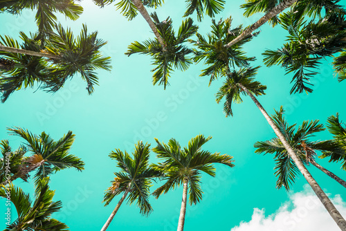 Areca nut or Betel Nuts palm tree with blue sky and clouds background in Thailand. Agriculture plantation or tropical summer beach holiday vacation traveling, resort hotel business concept.