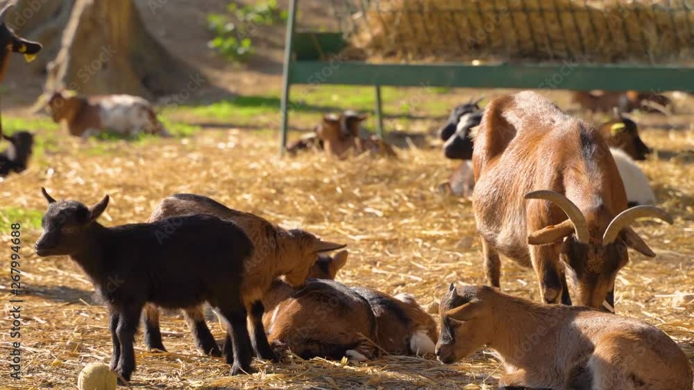 Beautiful brown baby goat falling asleep in the sun, its head drops and eyes close as it falls asleep surrounded by other sleeping baby goats. Beautiful brown baby goat falling asleep in the sun, its head drops and eyes close as it falls asleep surrounded by other sleeping baby goats.