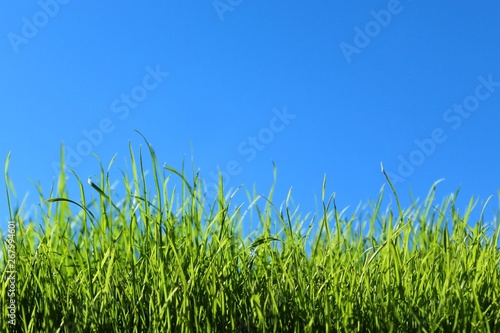 Gras vor blauem Himmel