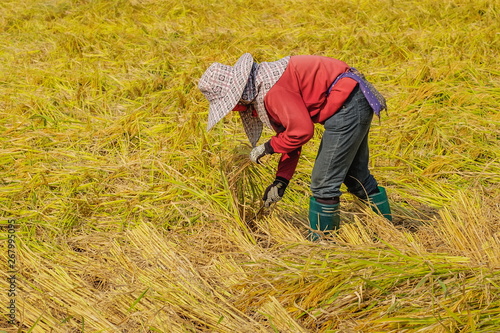 view of Thai Farmer reaping, cut rice paddy by Sickle in rice field, farmer in Doi Nang Non, Maesai District, Chiang Rai, northern of Thailand. © Yuttana Joe