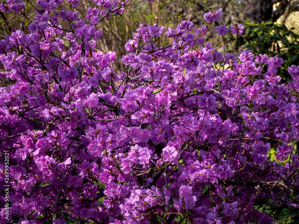 Blurred photo of bush of purple flowers. Botanical background. Defocused blooming blossoms. Spring garden in bloom on sunny day. Soft focus floral photography. Shallow depth of field. Blurred photo of bush of purple flowers. Botanical background. Defocused blooming blossoms. Spring garden in bloom on sunny day. Soft focus floral photography. Shallow depth of field.