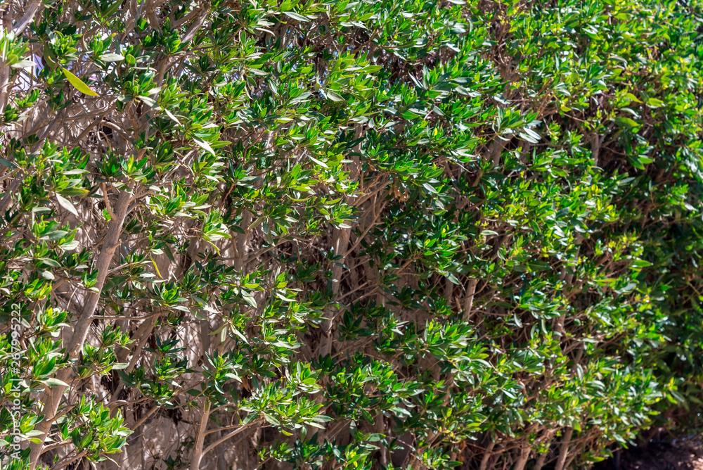 green bush with long leaves on the whole frame green bush with long leaves on the whole frame