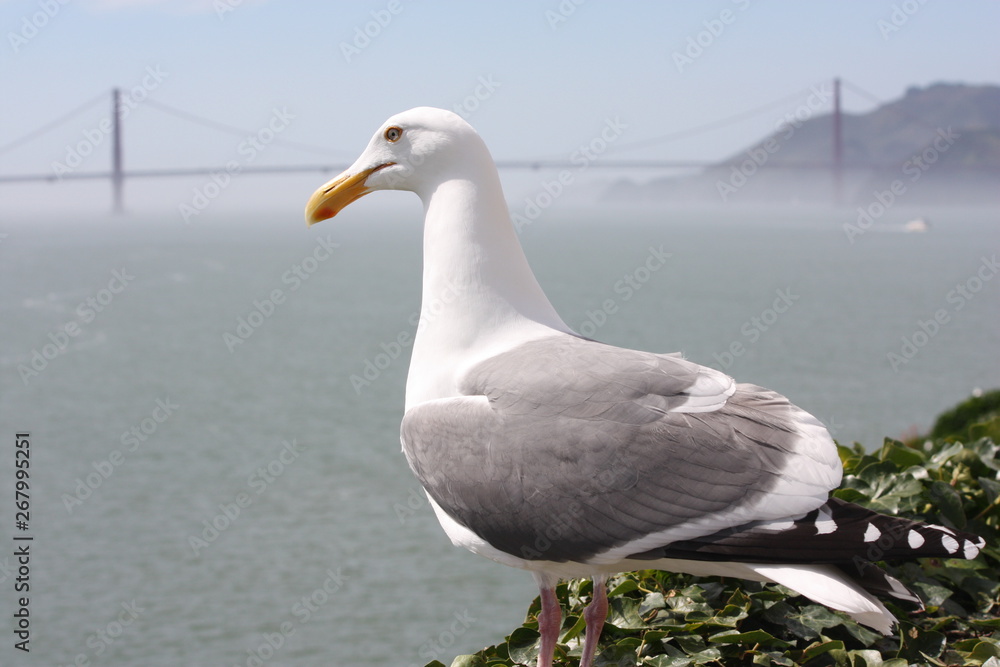 Obraz premium Gull Overlooking Golden Gate Bridge and San Francisco Bay in San Francisco, California 