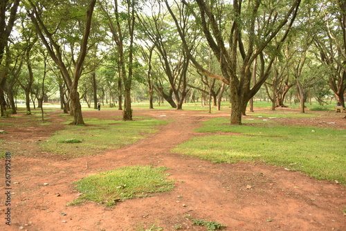 Sri Chamarajendra Park (Cubbon Park), Bangalore, Karnataka