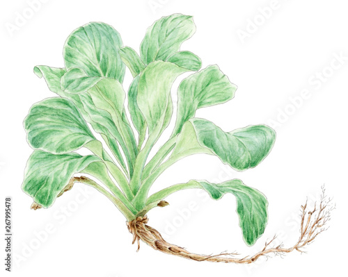 Corn salad (Valerianella locusta) plant botanical drawing over white background