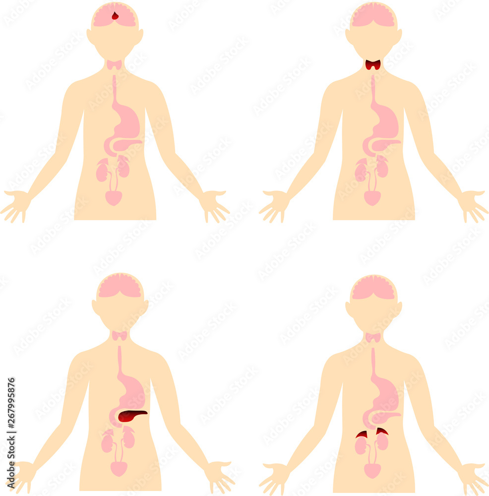 Diseases of the endocrine system. Scheme of the human body. Anatomical image. Endocrinology. Diseases of the endocrine system. Scheme of the human body. Anatomical image. Endocrinology.
