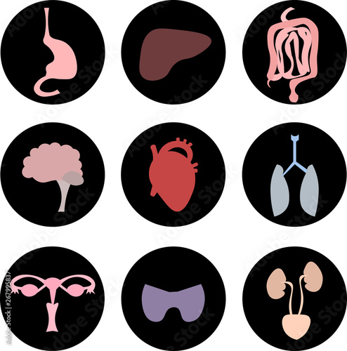 Organs of the human body. Anatomical image. Digestive, excretory, respiratory, endocrine, reproductive systems. Brain, heart.