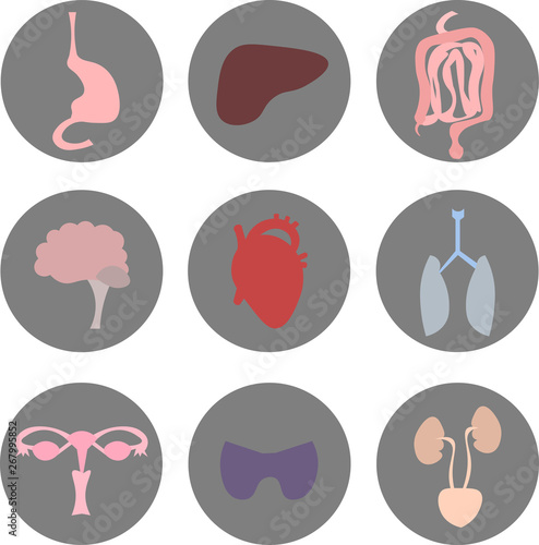 Organs of the human body. Anatomical image. Digestive, excretory, respiratory, endocrine, reproductive systems. Brain, heart.