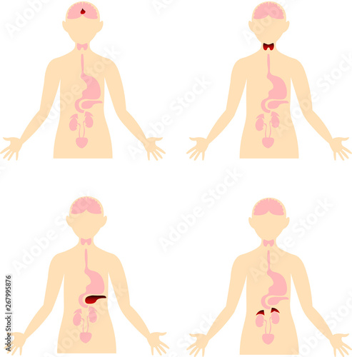 Diseases of the endocrine system. Scheme of the human body. Anatomical image. Endocrinology.