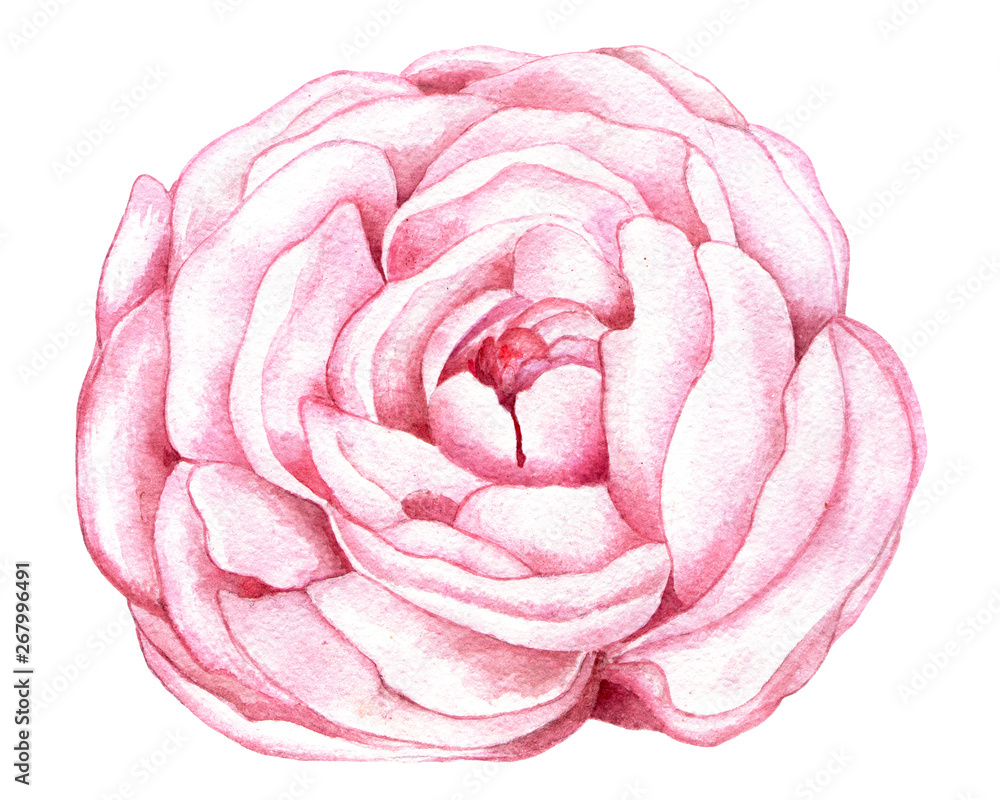 Obraz premium Peony. Watercolor illustration. Drawn Botanical illustration. Realistic flower, isolated object on white background for your design.