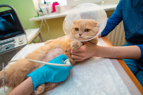 Fototapeta Naklejka Na Ścianę i Meble -  The doctor does an ultrasound examination of the cat's abdomen, an animal on the operating table, a doctor and a patient, a veterinary clinic