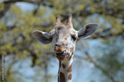 A giraffe in the outdoors