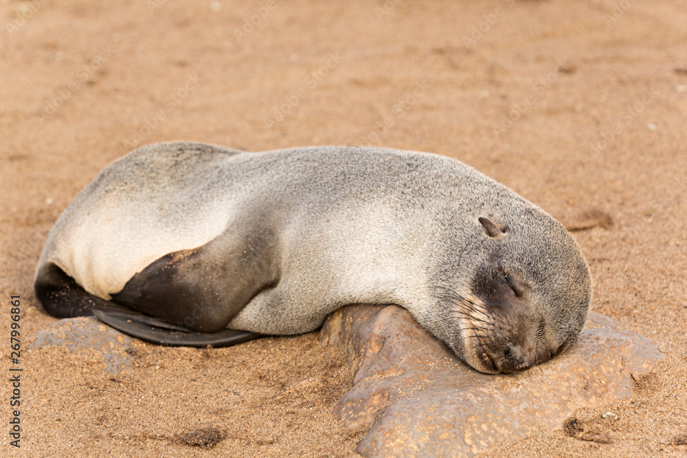 Cría de león marino en Cappe Cross, Namibia. Cría de león marino en Cappe Cross, Namibia.