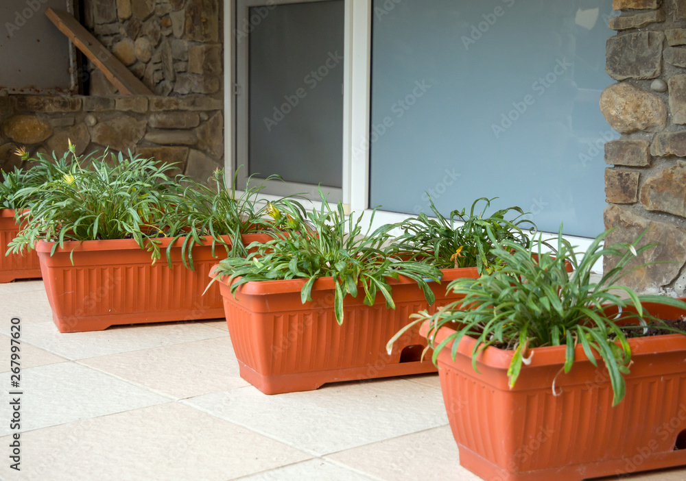 Flowerpots with flowers as decorations at the basement window of a private house Flowerpots with flowers as decorations at the basement window of a private house