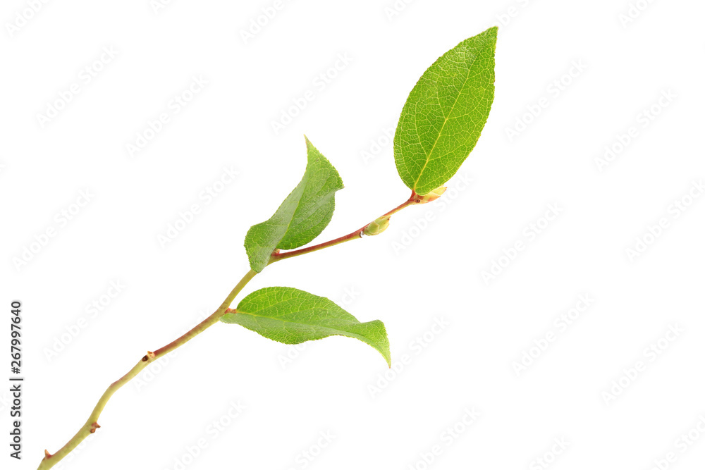 tree branch with green leaves without shade isolated on white background