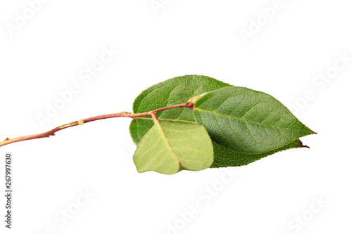 tree branch with green leaves without shade isolated on white background