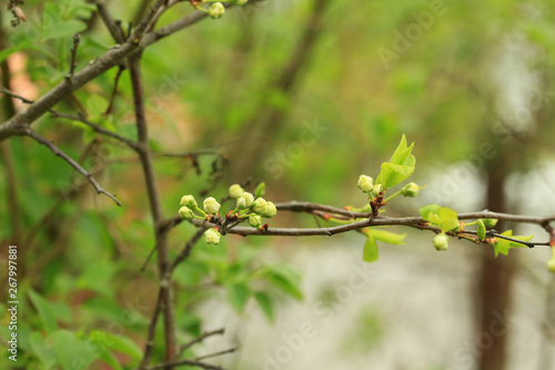 buds of flowers on a fruit tree in spring in the garden