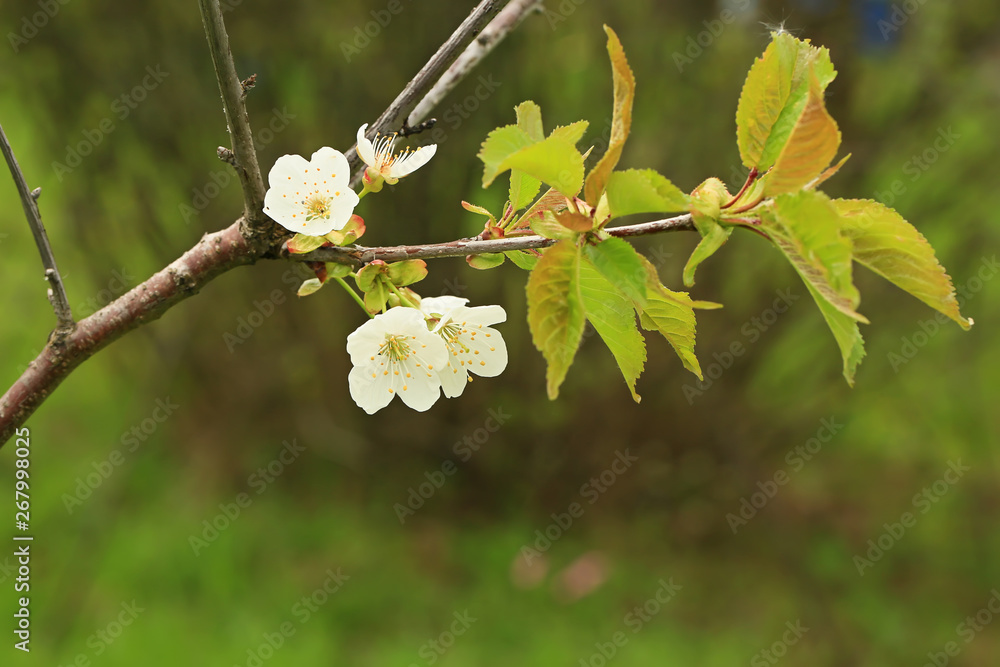 blooming fruit tree in spring in the garden blooming fruit tree in spring in the garden