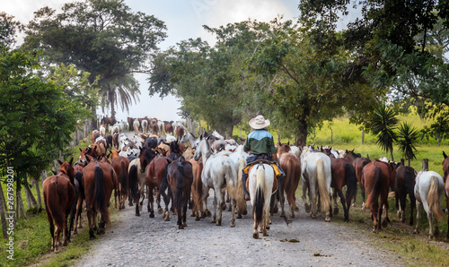 String of horses on a small road in Costa Rica