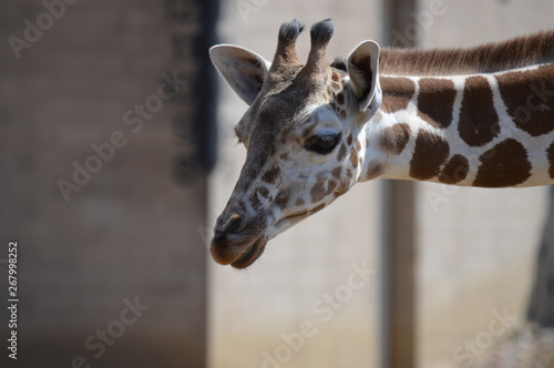 A giraffe in the outdoors © Kari
