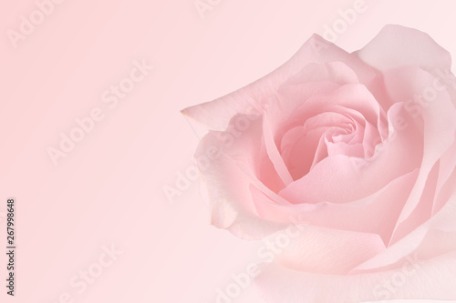 pink rose isolated on pink background